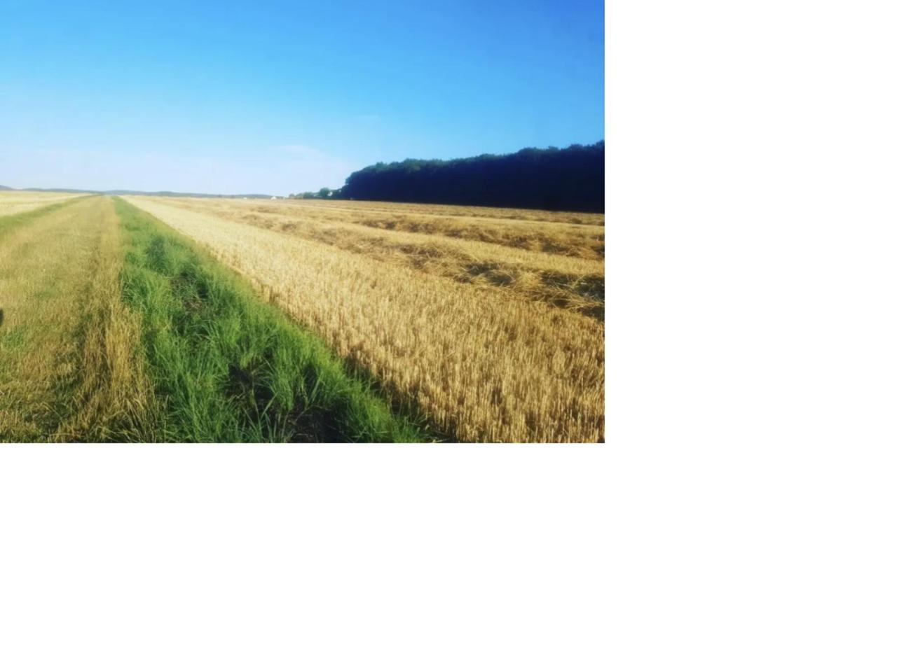 Vintage-Zimmer Burgblick Felsberg Zewnętrze zdjęcie