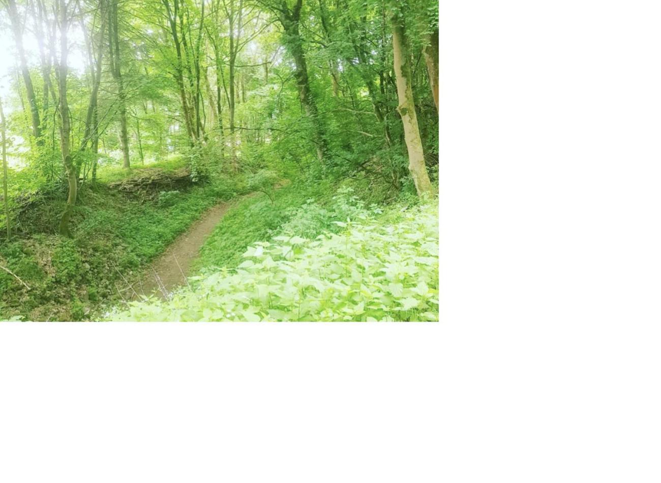 Vintage-Zimmer Burgblick Felsberg Zewnętrze zdjęcie